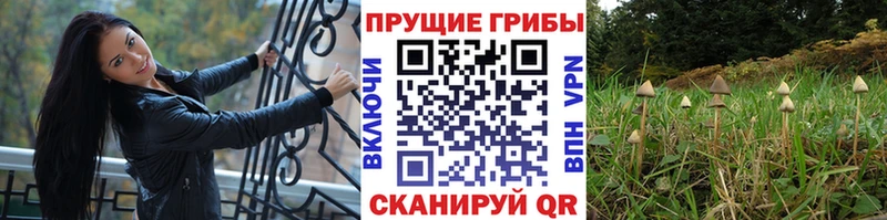 Псилоцибиновые грибы Psilocybine cubensis Мамадыш